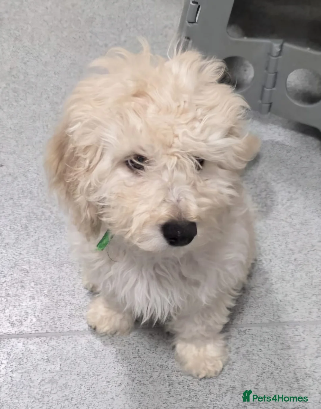 Cavapoo dogs for sale: Cavapoo puppies avaliable now - Advert 2