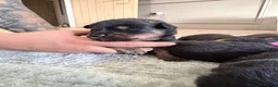 Rottweiler dogs for sale: Rottweiler Puppies For Sale - Advert 3