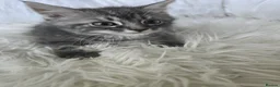 Maine Coon cats for sale: 3 beautiful maincoon kittens , - Advert 5