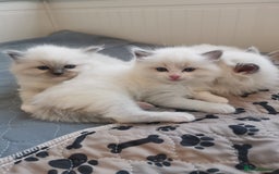 Ragdoll cats for sale: Beautiful Ragdoll Kittens - Image 9