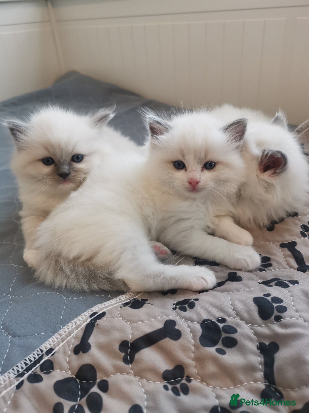 Ragdoll cats for sale: Beautiful Ragdoll Kittens - Image 9