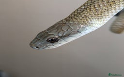 Rat Snake reptiles for sale: RARE baby captive bred japanese rat snake - Image 5