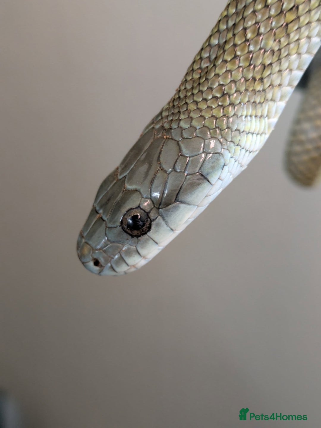 Rat Snake reptiles for sale: RARE baby captive bred japanese rat snake - Image 5