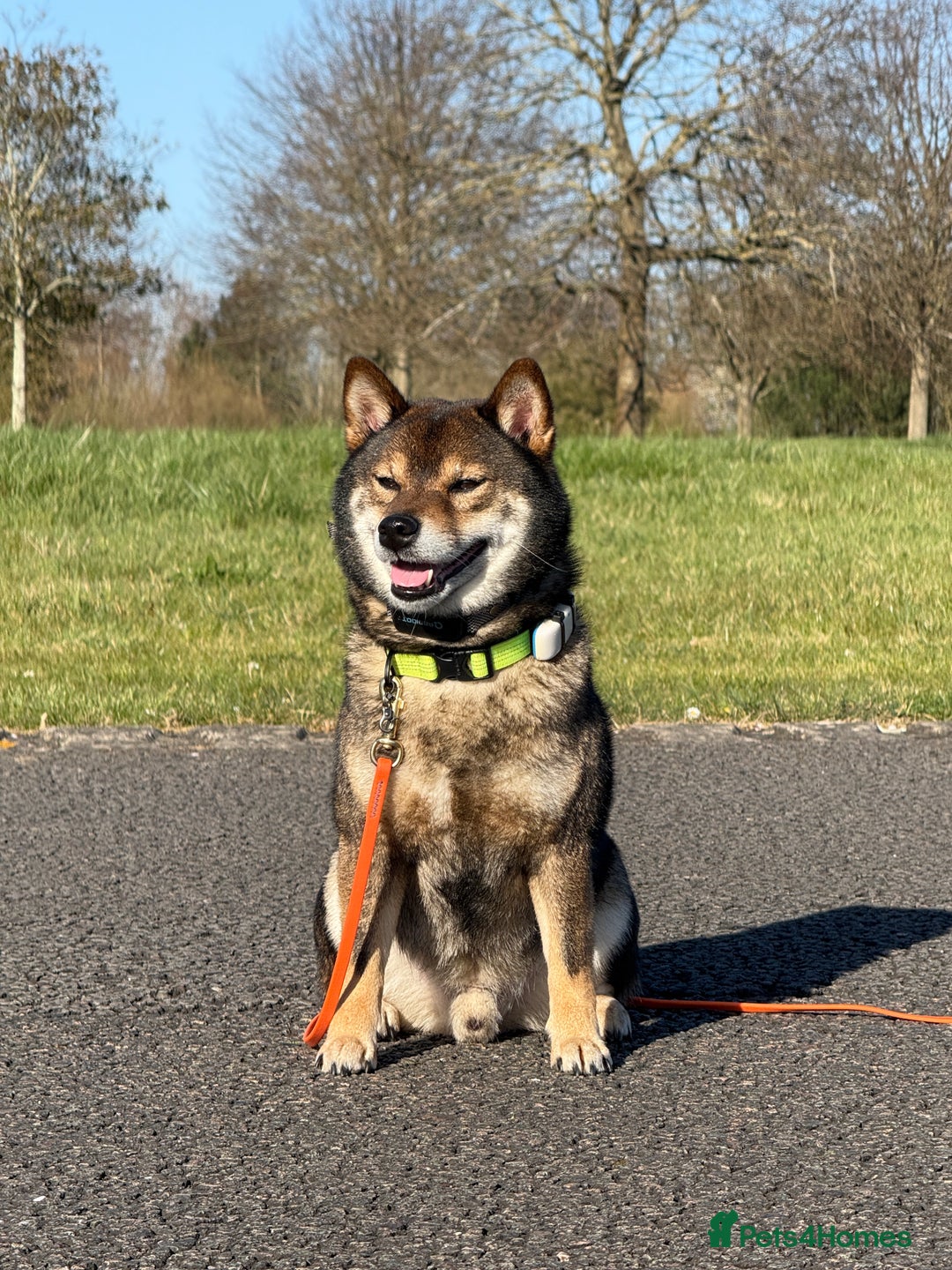 Japanese Shiba Inu dogs for stud: Handsome BOY ready for STUD duties  - Advert 1