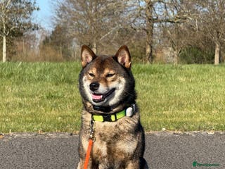 Japanese Shiba Inu dogs Handsome BOY ready for STUD duties - Advert 1