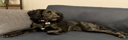 Cockapoo dogs for sale: The Gorgeous Nellie 🐕‍🦺 in Bury Saint Edmunds - Advert 4