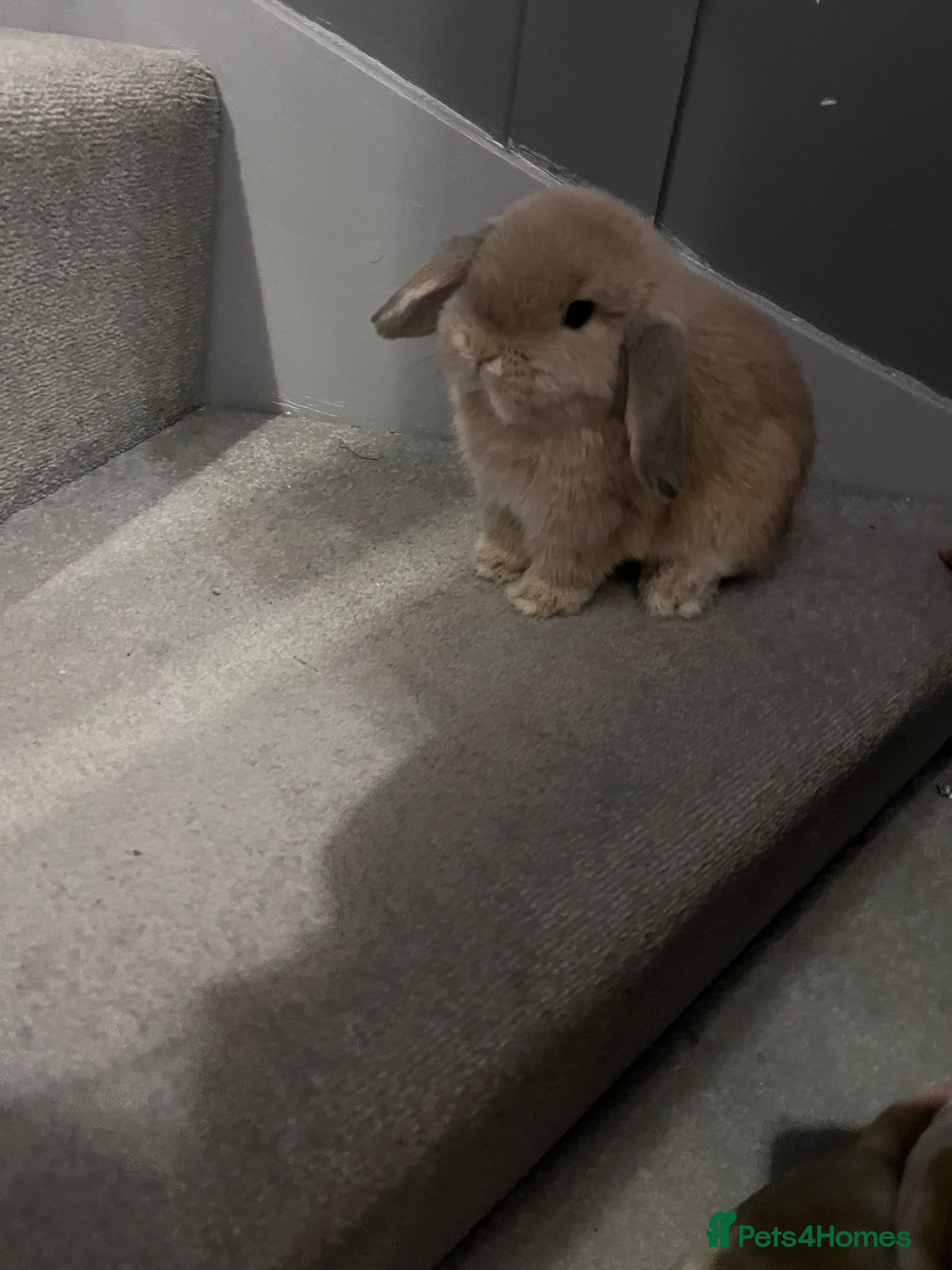 Mini Lop rabbits Litter of mini lops - Advert 12