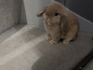 Mini Lop rabbits Litter of mini lops - Advert 16