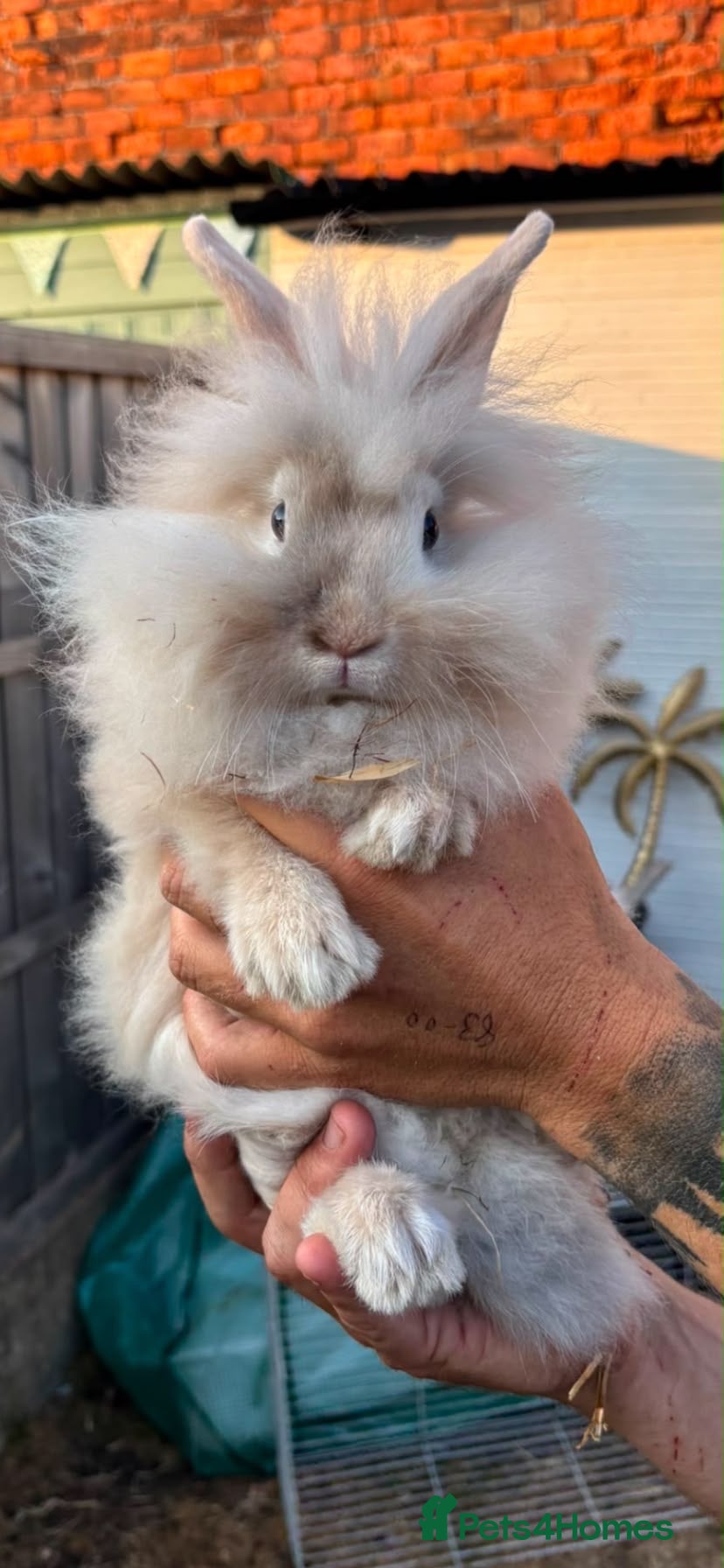 Mixed Breed rabbits Gorgeous bunnies for sale - Advert 1