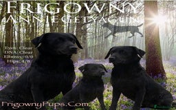 Labrador Retriever dogs for sale: *Ready Now* Quality Black Labradors  - Image 2