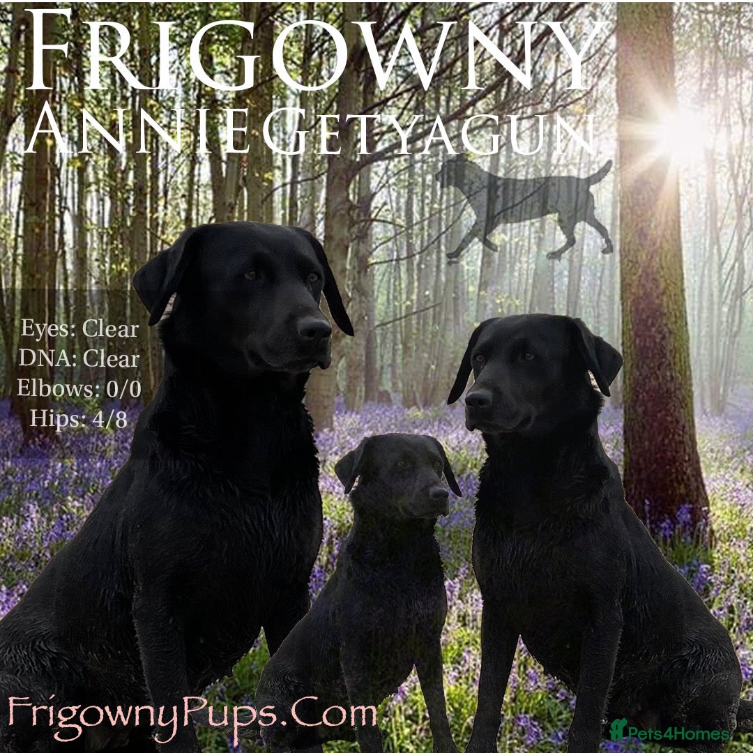 Labrador Retriever dogs for sale: *Ready Now* Quality Black Labradors  - Image 2