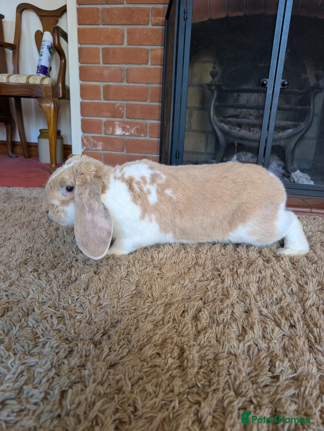 French Lop rabbits for sale: French Lop Buck  in Holt - Advert 2