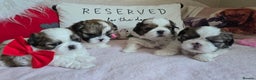 Shih Tzu dogs for sale: Shih Tzu puppies for sale  - Advert 3