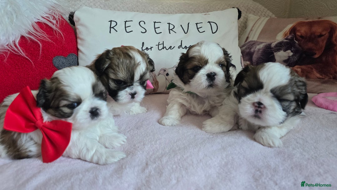 Shih Tzu dogs for sale: Shih Tzu puppies for sale  - Advert 3