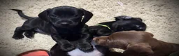 Mixed Breed dogs for sale: Dachshund/ Springer Spaniel puppies - Advert 5