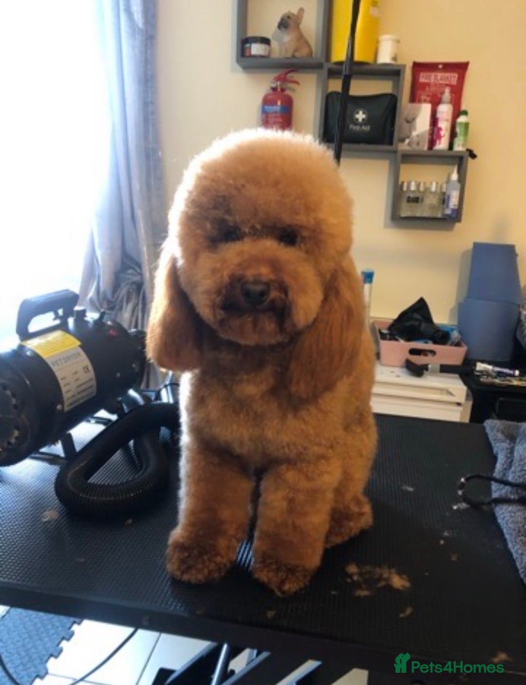 Cavapoo dogs for sale: Dark red cavapoo puppy  - Advert 7