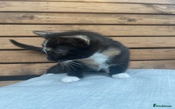 Domestic Shorthair cats for sale: Adorable kittens looking for their forever home  - Image 7