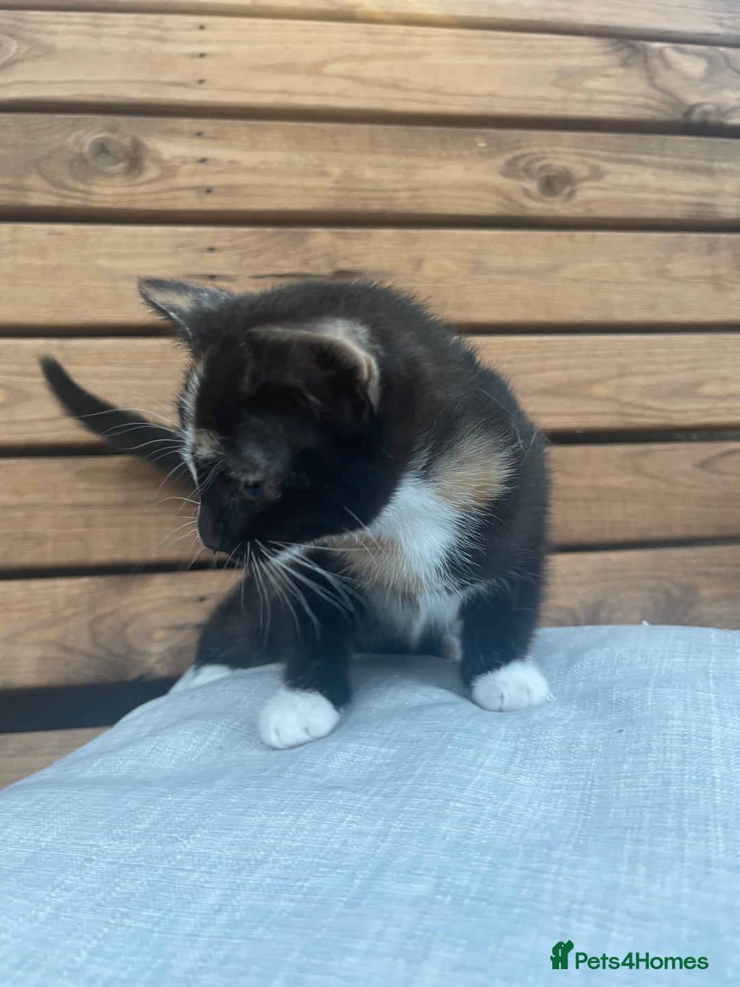Domestic Shorthair cats for sale: Adorable kittens looking for their forever home  - Image 7