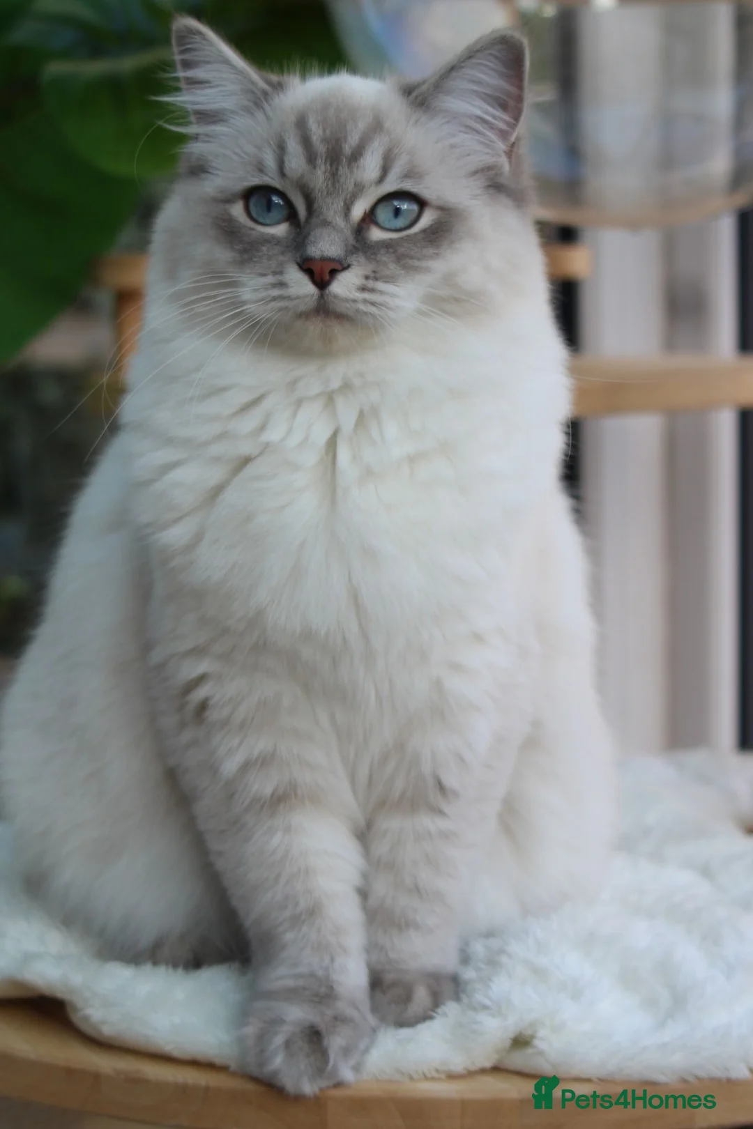 Ragdoll cats for sale: Outstanding Pedigree GCCF Ragdoll Kittens - Advert 16