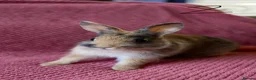 Netherland Dwarf rabbits for sale: 3 Netherland Dwarf Rabbits 🐰 - Advert 5