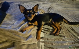 Mixed Breed dogs for sale: Gentle loving puppy selling due to family illness  - Image 5