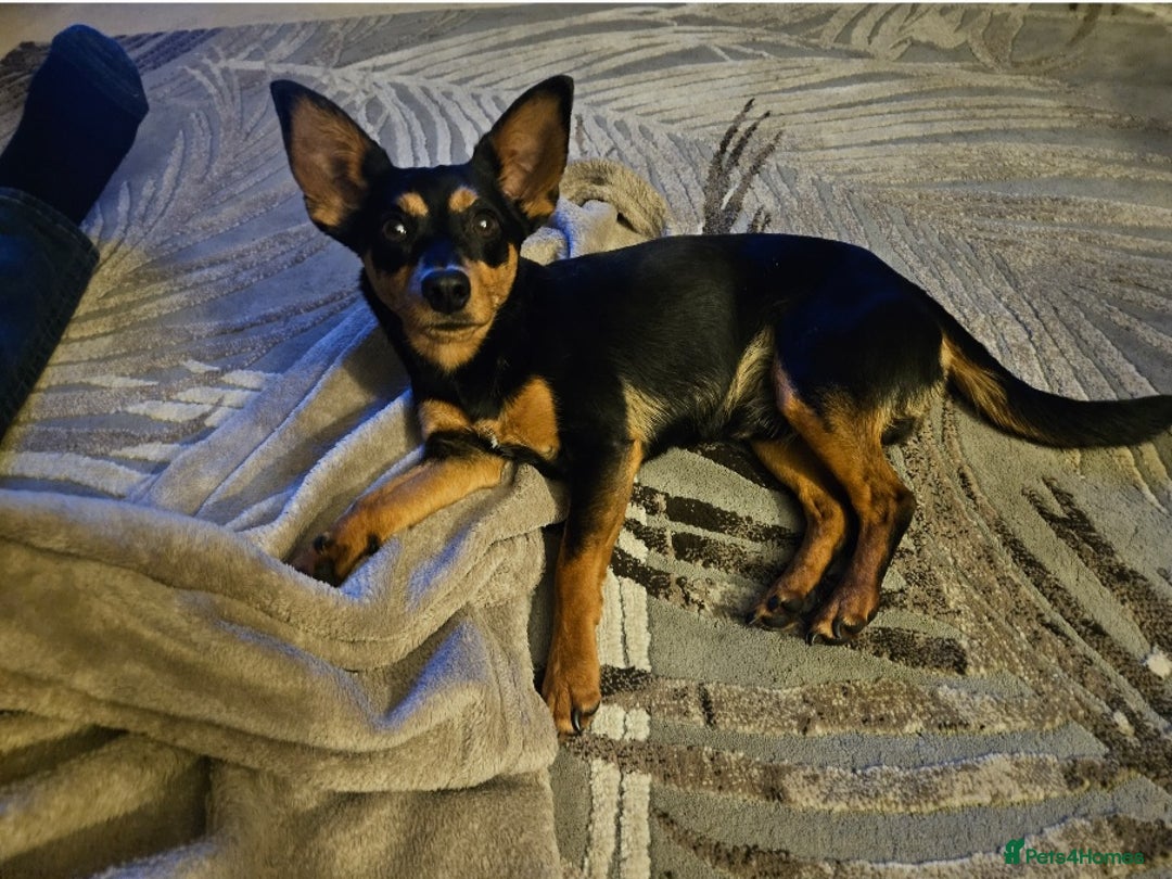 Mixed Breed dogs for sale: Gentle loving puppy selling due to family illness  - Image 5