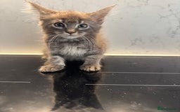 Maine Coon cats for sale: GCCF Registered Kittens. Beautiful lively kittens  - Image 18