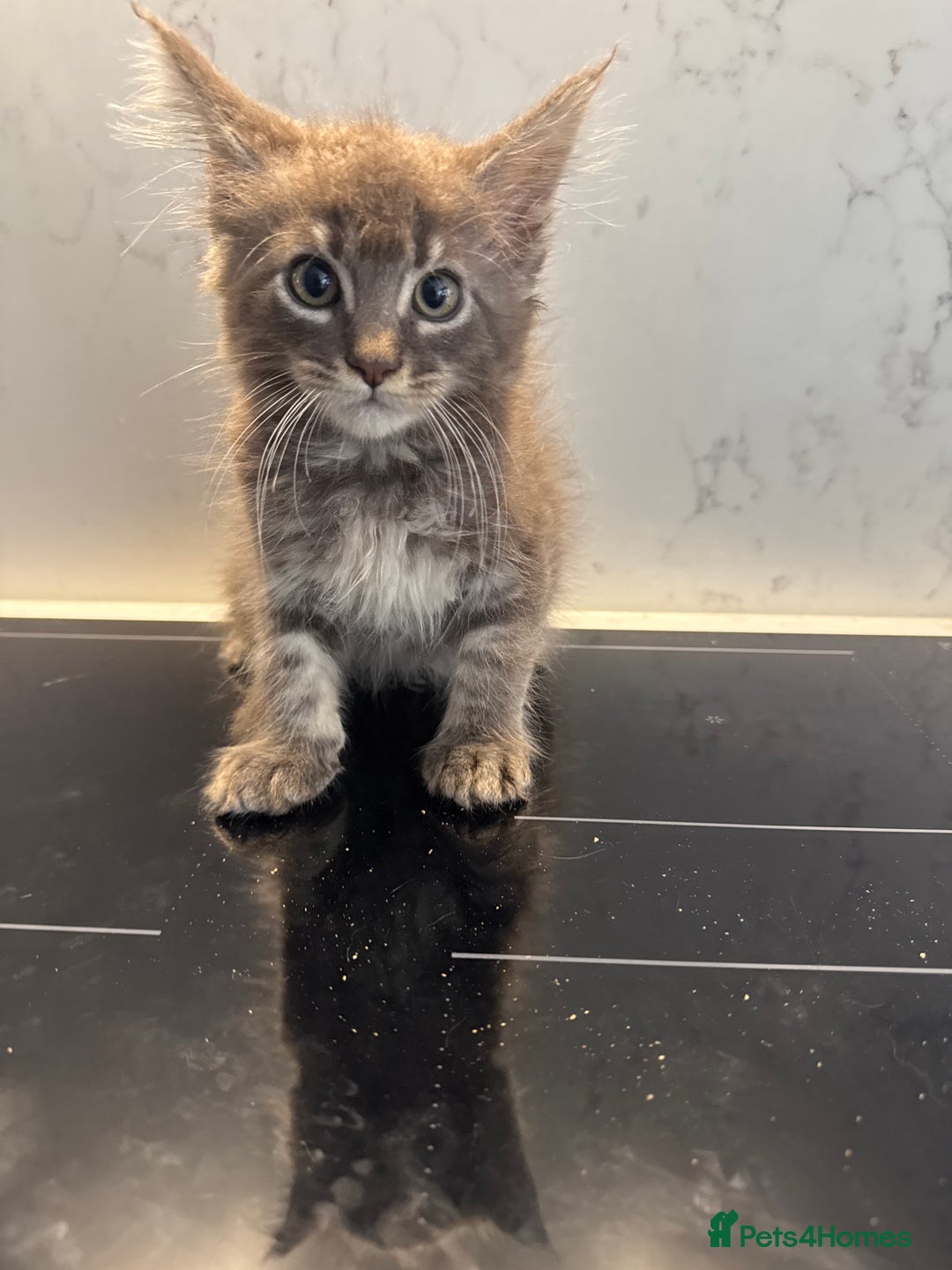 Maine Coon cats for sale: GCCF Registered Kittens. Beautiful lively kittens  - Image 18