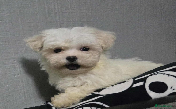 Mixed Breed dogs Ready to go - Advert 1