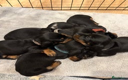Miniature Dachshund dogs for sale: Black and brown miniature dachshund  - Image 2