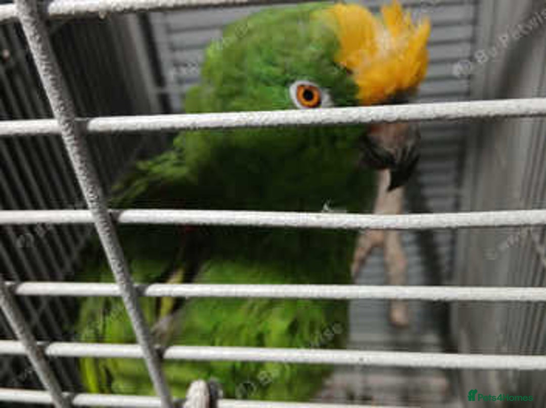 Parrots birds for sale: Yellow napp amazon - Image 3