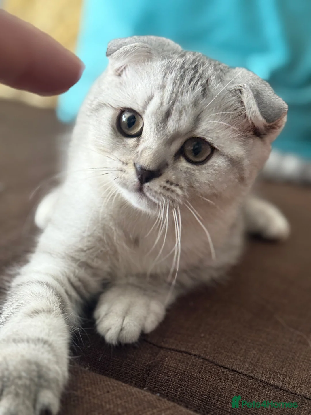 Scottish Fold cats for sale: Adorable Scottish Fold boy  Kitten E18 - Advert 1