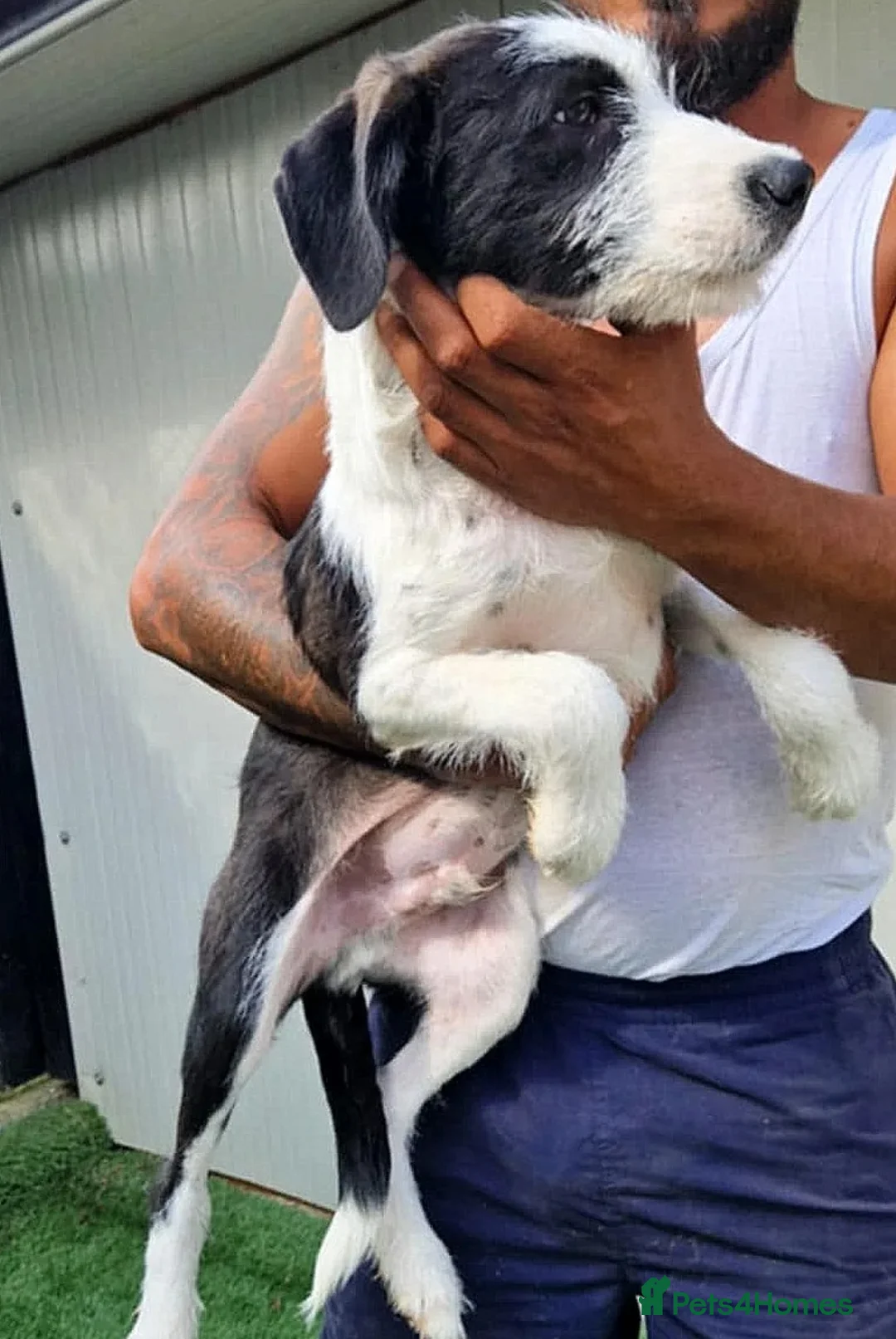 Mixed Breed dogs for adoption: Meet PANDA - a handsome boy for a Loving Home - Advert 2