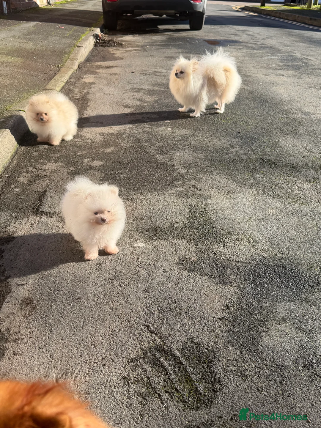 Pomeranian dogs for sale: Beautiful Purebred Pomeranian Puppies - Advert 10
