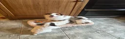 Jack Russell dogs for sale: KC Reg Jack Russell  - Advert 2