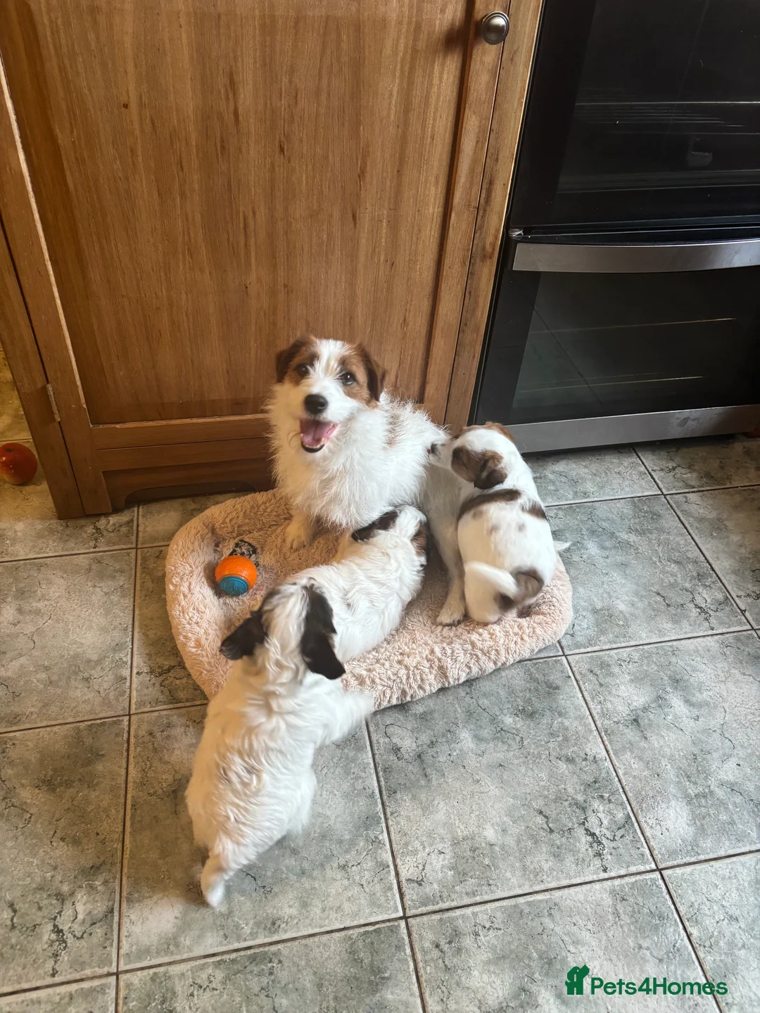 Jack Russell dogs for sale: KC Reg Jack Russell  - Advert 2