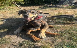 Mixed Breed dogs for sale: *ONLY 2 LEFT* Stunning Doberman/Shepheard PUPPIES - Image 4