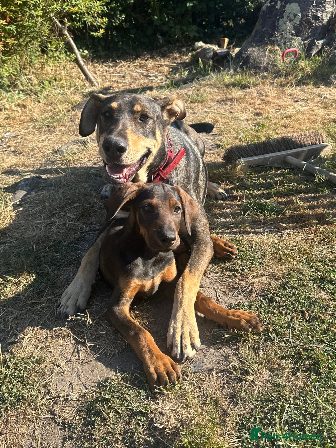 Mixed Breed dogs for sale: *ONLY 2 LEFT* Stunning Doberman/Shepheard PUPPIES - Image 4