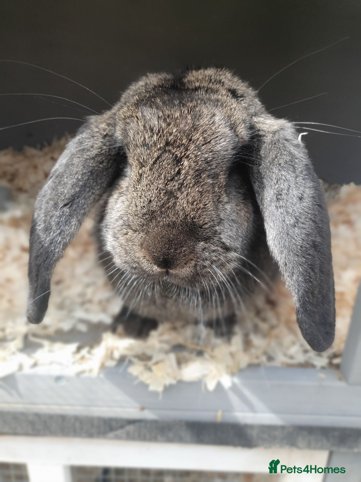French Lop rabbits Giant French Lop doe and 3 babies - Advert 2