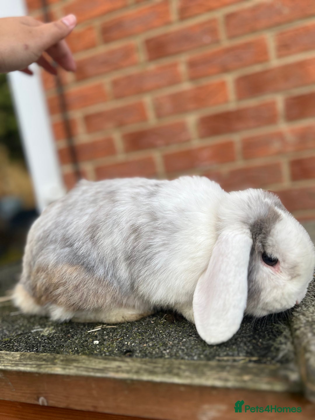 Angora rabbits for sale: Rabbits for adoption - Urgent - Image 12