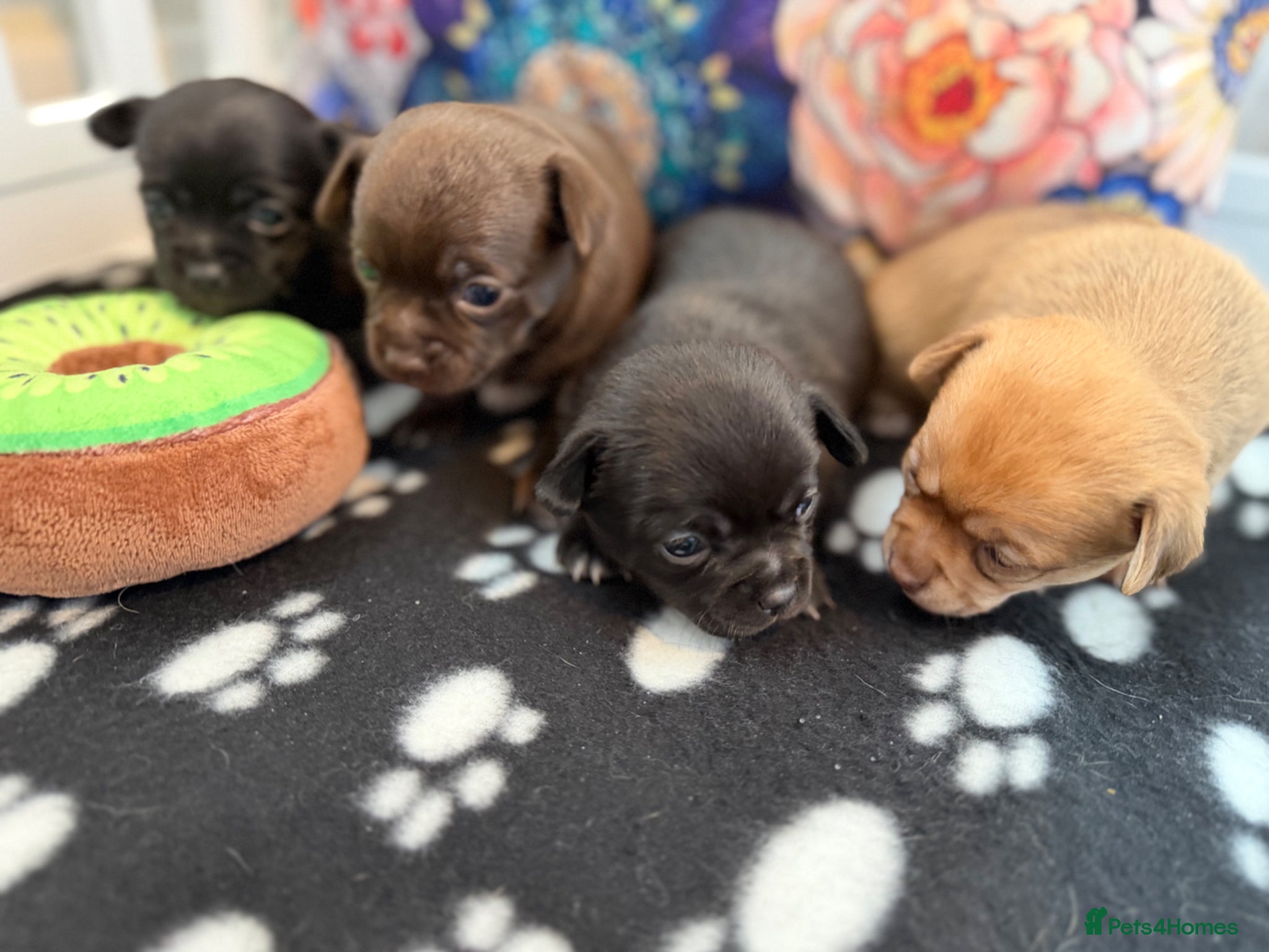 Chihuahua dogs Incredible Chihuahua Puppies - Advert 2