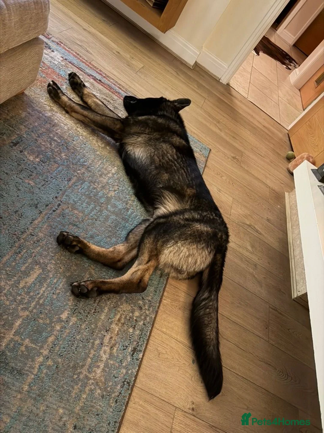 German Shepherd dogs for sale: KC REG Czech import  - Advert 7