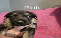 German Shepherd dogs for sale: Stunning German shepherd puppies  - Image 7