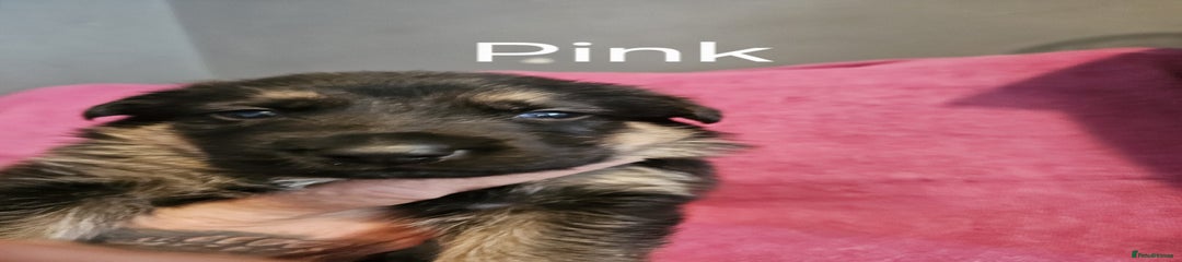 German Shepherd Puppy 7 (pink)