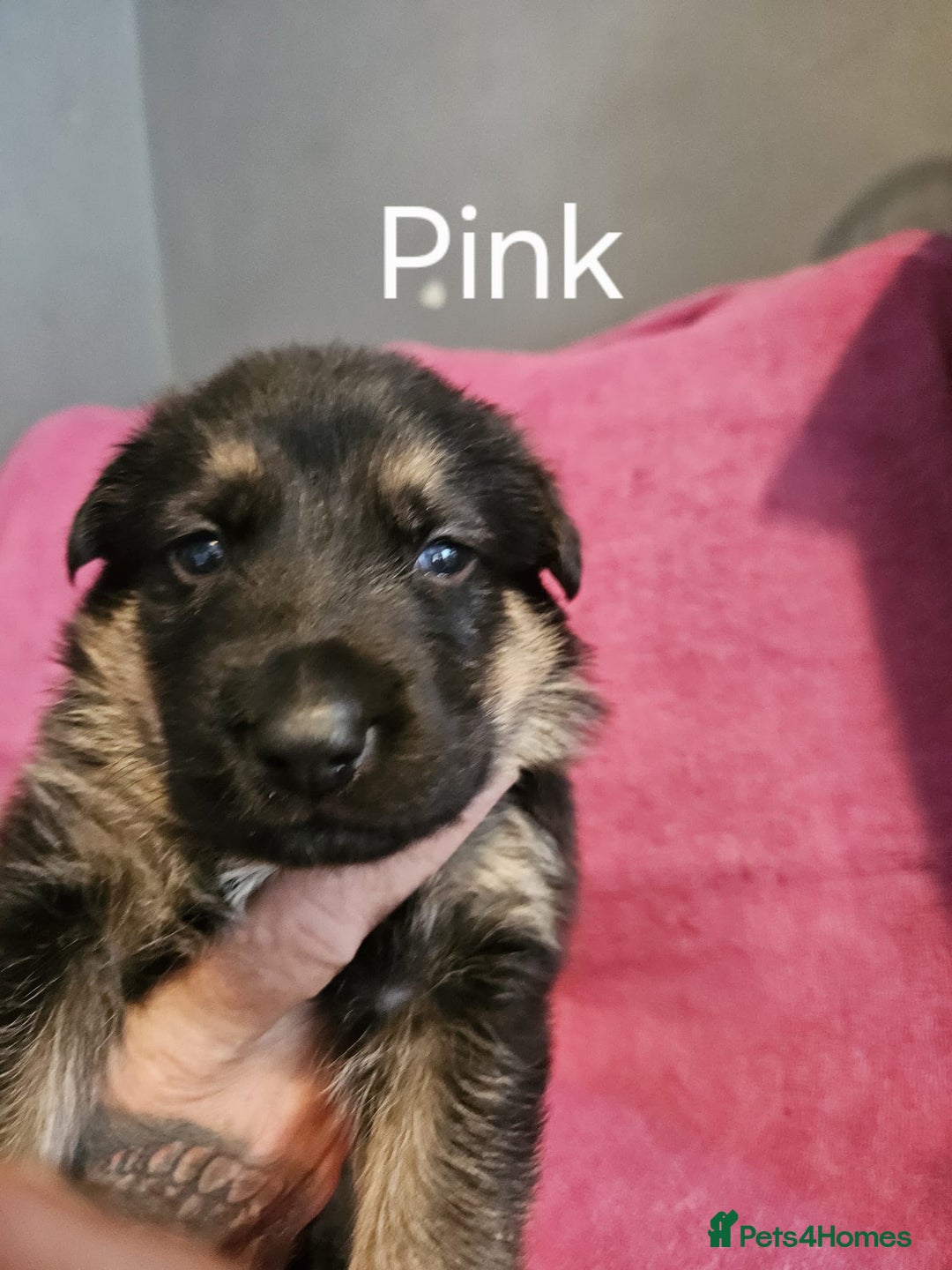 German Shepherd dogs for sale: Stunning German shepherd puppies  - Image 7