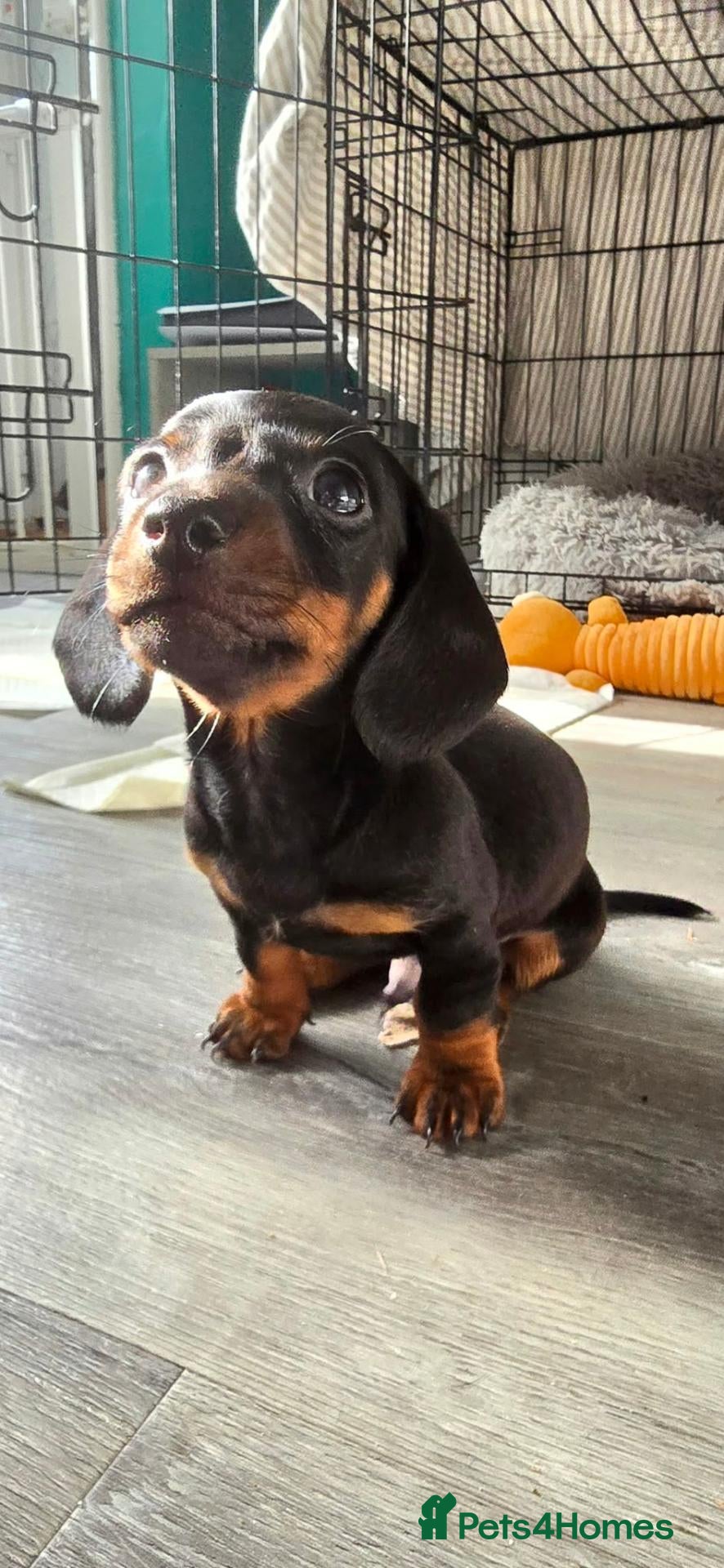 Dachshund dogs for sale: 4 Dapple Daschund puppies  - Advert 18