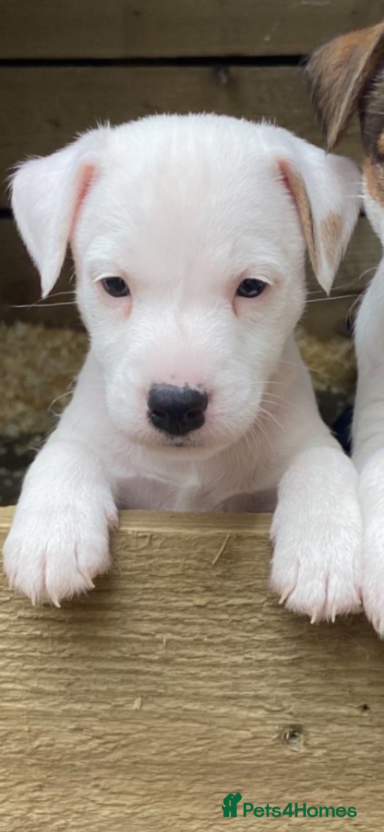 Jack Russell dogs beautiful jack Russell pup - Advert 12