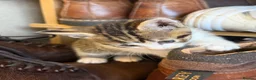 Mixed Breed cats for sale: Beautiful bengal/tabby  in Cheltenham - Advert 3