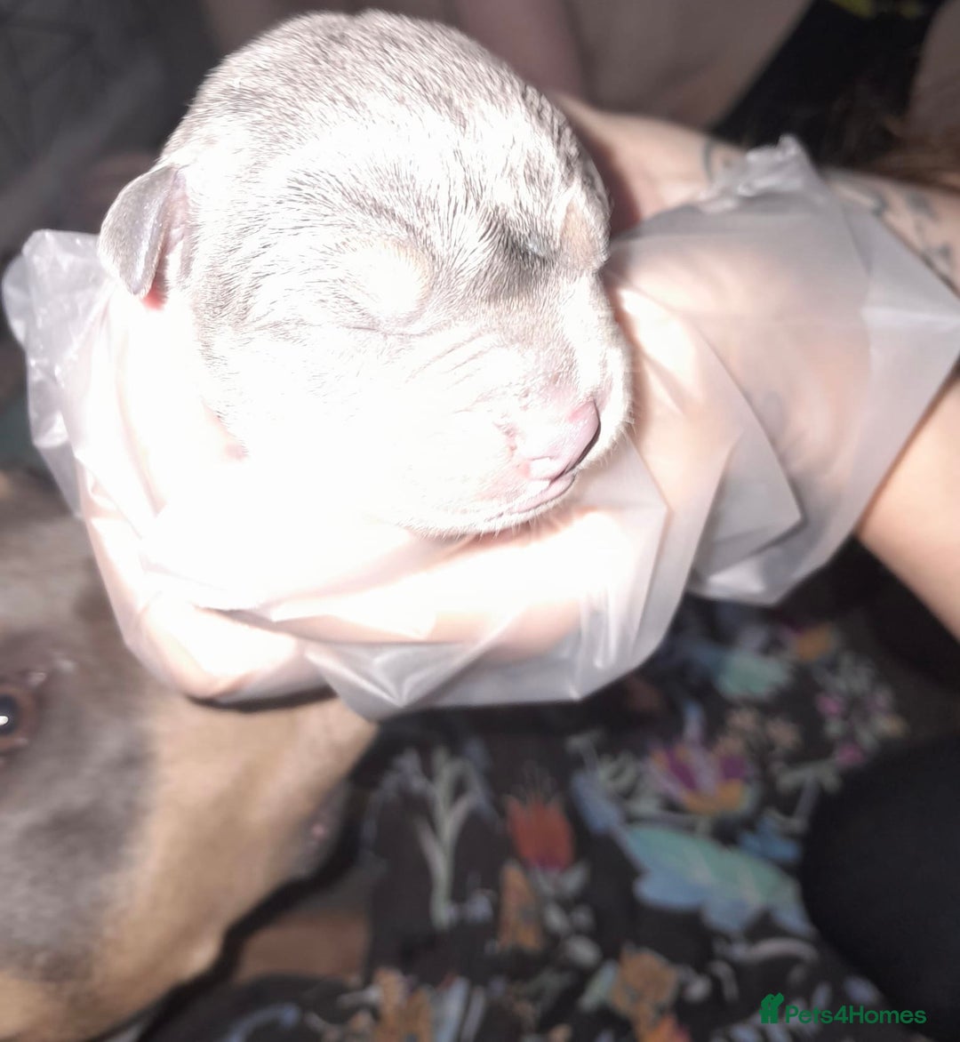 Staffordshire Bull Terrier dogs for sale: Blue tri Staffordshire bull terrier pups for sale  - Image 21