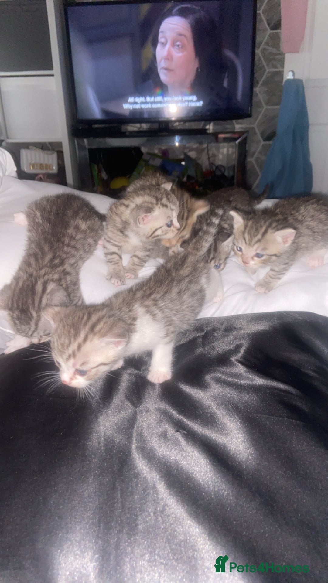 Mixed Breed cats for sale: 6 x stunning British shorthair kittens ❤️ - Image 2